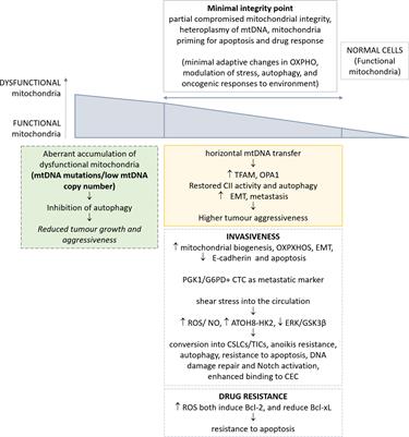 Mitochondria dysfunction in circulating tumor cells